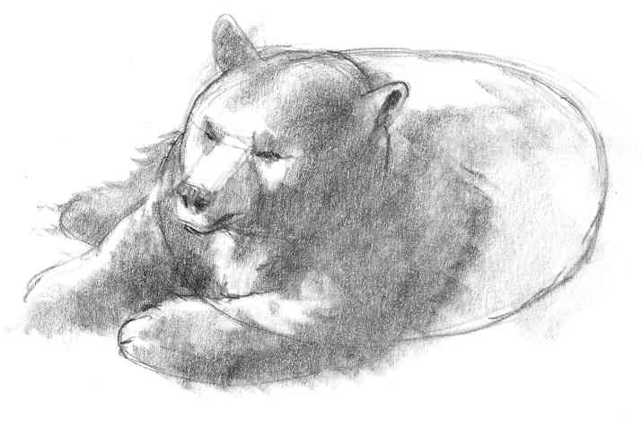 Pencil drawing of reclining bear