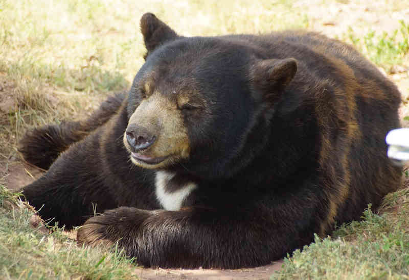 Photo of a reclining bear