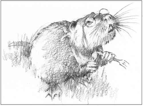 Drawing of a nutria with glasses